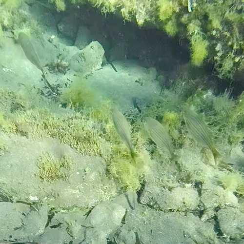 Sarpa salpa