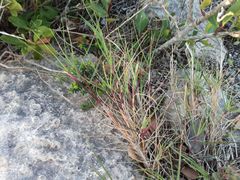 Pentameris heptameris