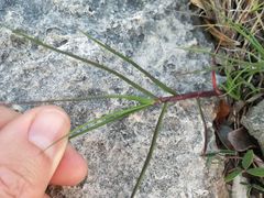 Pentameris heptameris