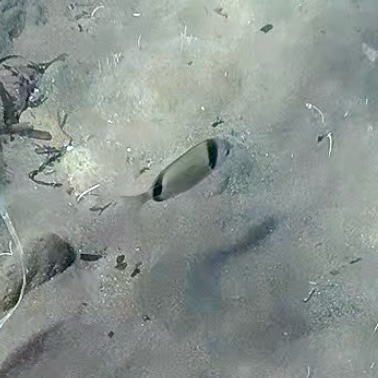 Diplodus vulgaris