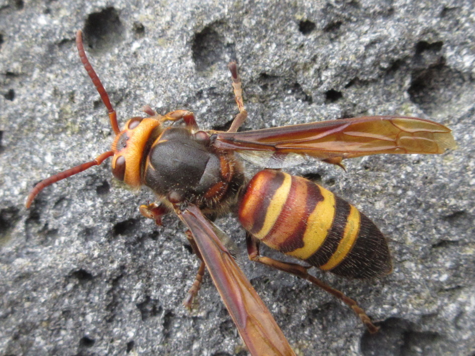 Black-tailed Hornet