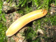 Polyzoniidae