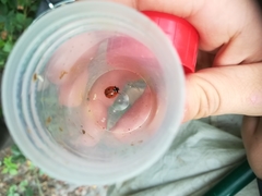 Coccinella septempunctata