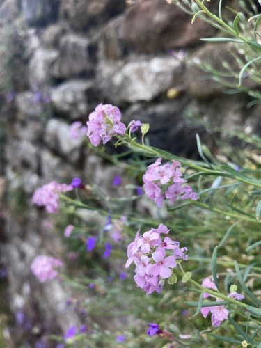 Aethionema grandiflorum