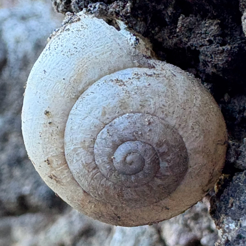 Eobania vermiculata
