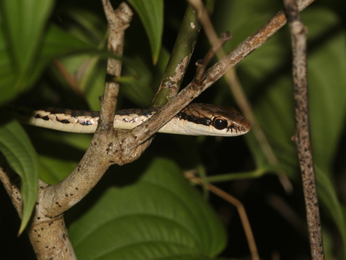 Mountain Bronzeback