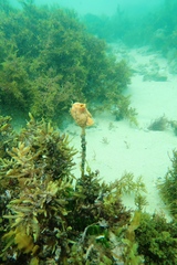 Pyura gibbosa