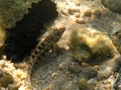 Parapercis australis