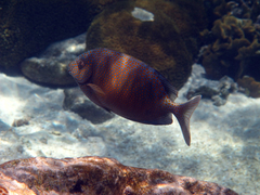 Siganus punctatus