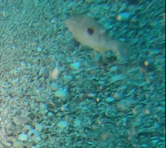 Notolabrus celidotus