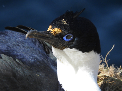 iNaturalist image