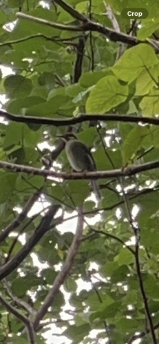 Foulehaio carunculatus observed 2025-06-02