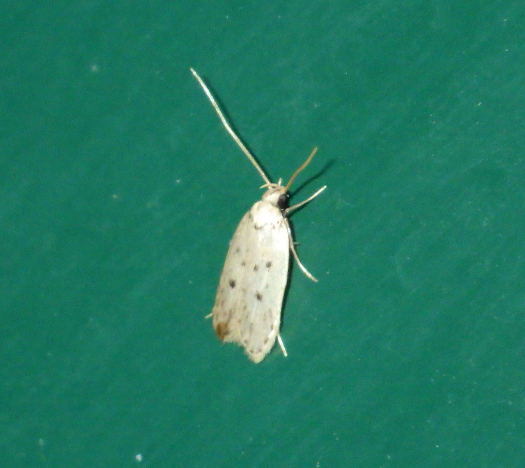 Odites ternatella