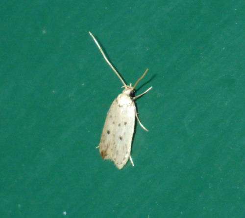 Odites ternatella