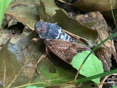 Graptopsaltria nigrofuscata