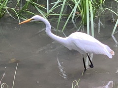 Ardea alba