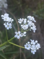 Logania saxatilis