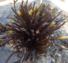 Psilophycus alveatus