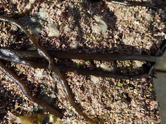 Myriogloea intestinalis