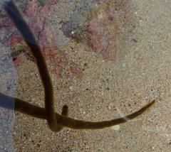 Myriogloea intestinalis