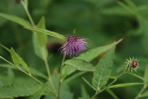 Cirsium otayae iNat (1)