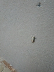 Lepidoptera