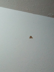 Lepidoptera