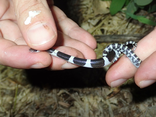 Laotian Wolf Snake