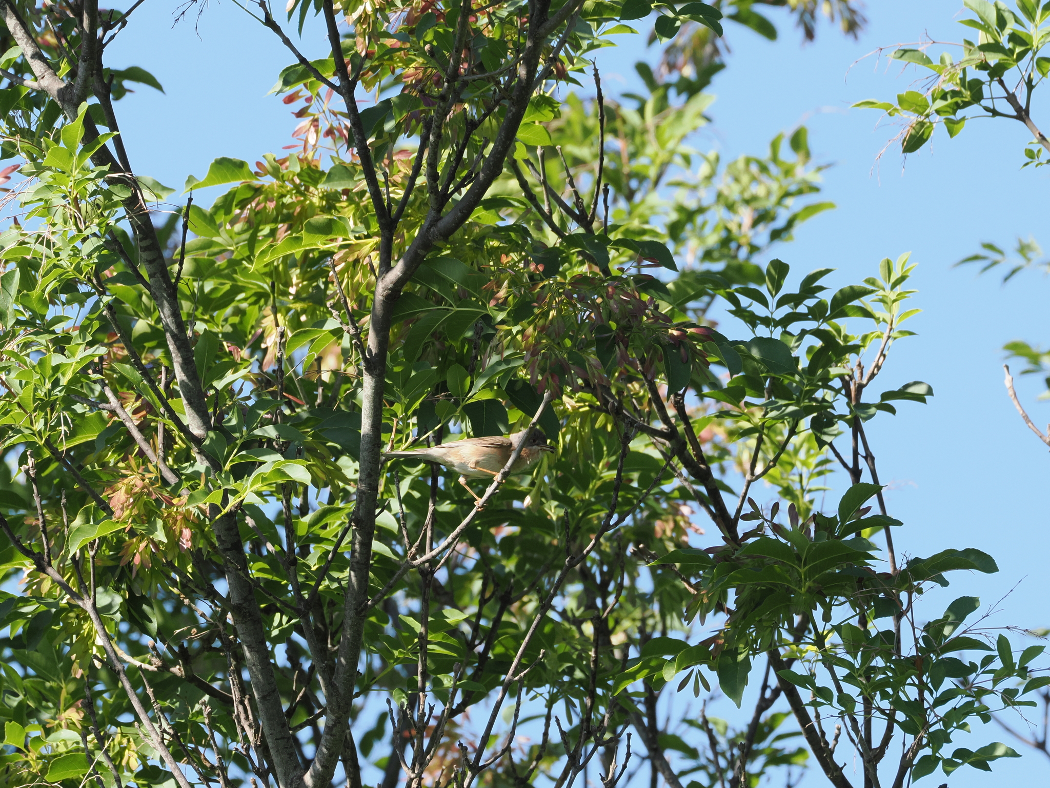 Moltoni's Warbler (Curruca subalpina), photo 8