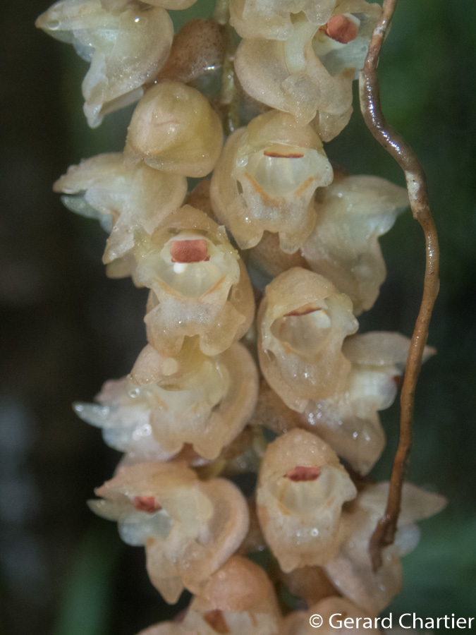 Coelogyne imbricata (Coelogyne imbricata)