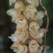 Rattlesnake Orchid - Photo (c) Gerard Chartier, some rights reserved (CC BY)