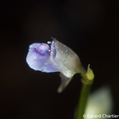 Utricularia uliginosa