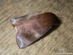 Calymera jacobsoni