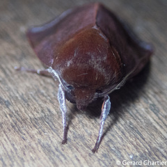Calymera jacobsoni