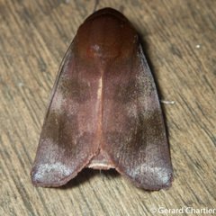Calymera jacobsoni