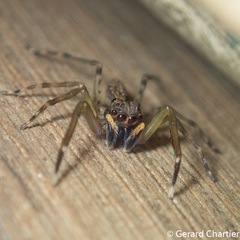 Spartaeinae