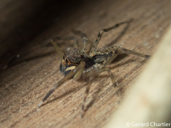 Spartaeinae