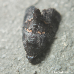 Cophanta funestalis