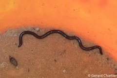 Indotyphlops braminus