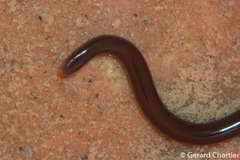 Indotyphlops braminus