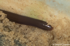 Indotyphlops braminus