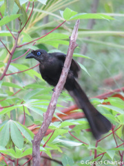 Crypsirina temia