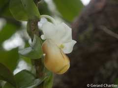 Dendrobium ellipsophyllum