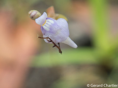 Utricularia caerulea