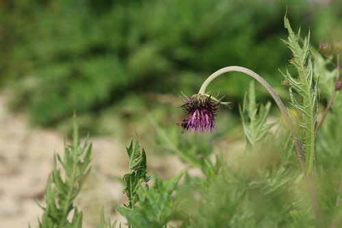 Cirsium babanum iNat (2)