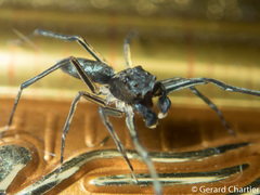 Spartaeus spinimanus