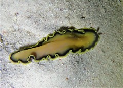 Pseudoceros jebborum