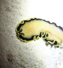 Pseudoceros jebborum