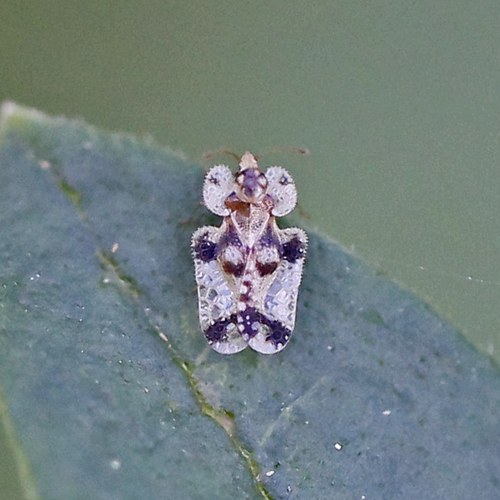 Walnut Lace Bug photo 3