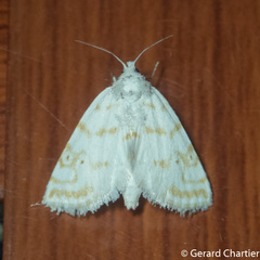 Patissa